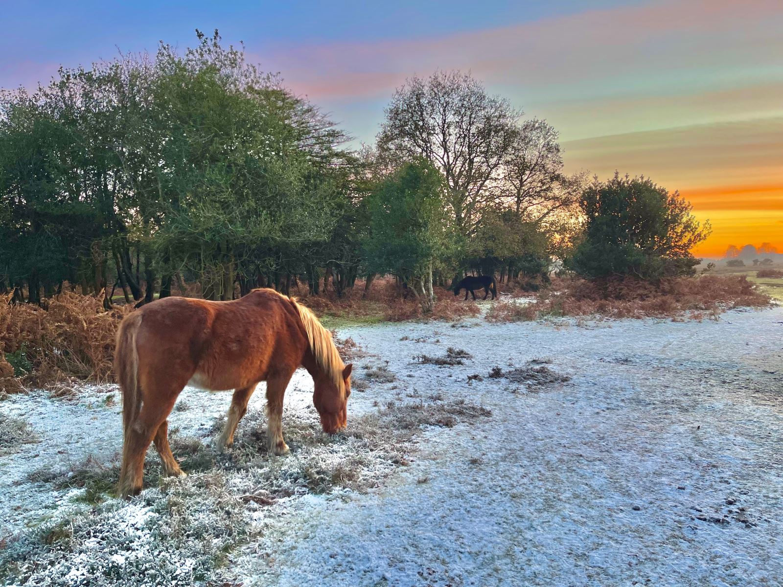 Fritham, The New Forest